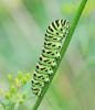 Papilio machaon